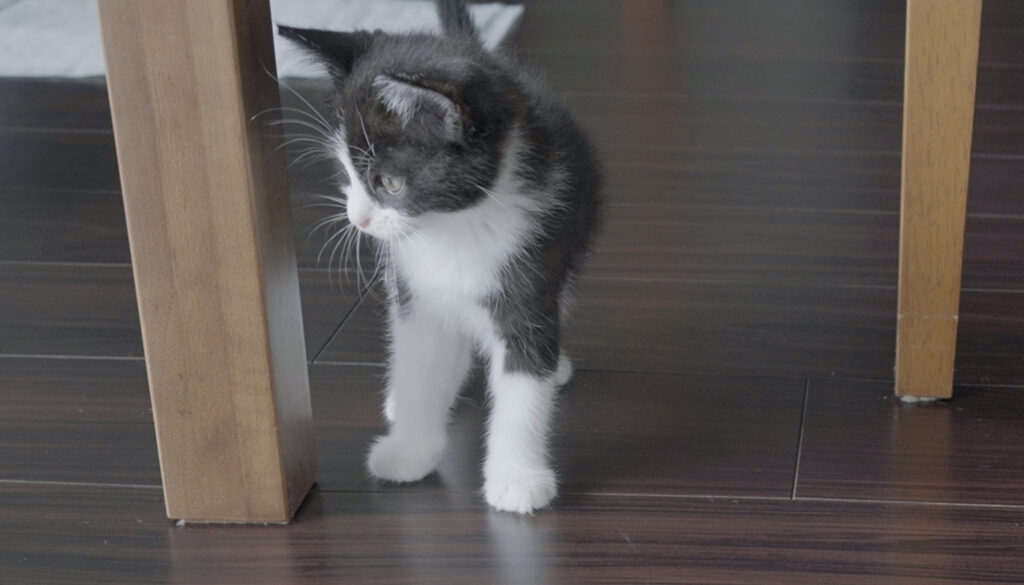 買ってよかった！子猫のおすすめグッズTOP5「保護猫せりと暮らしてわかった本音」