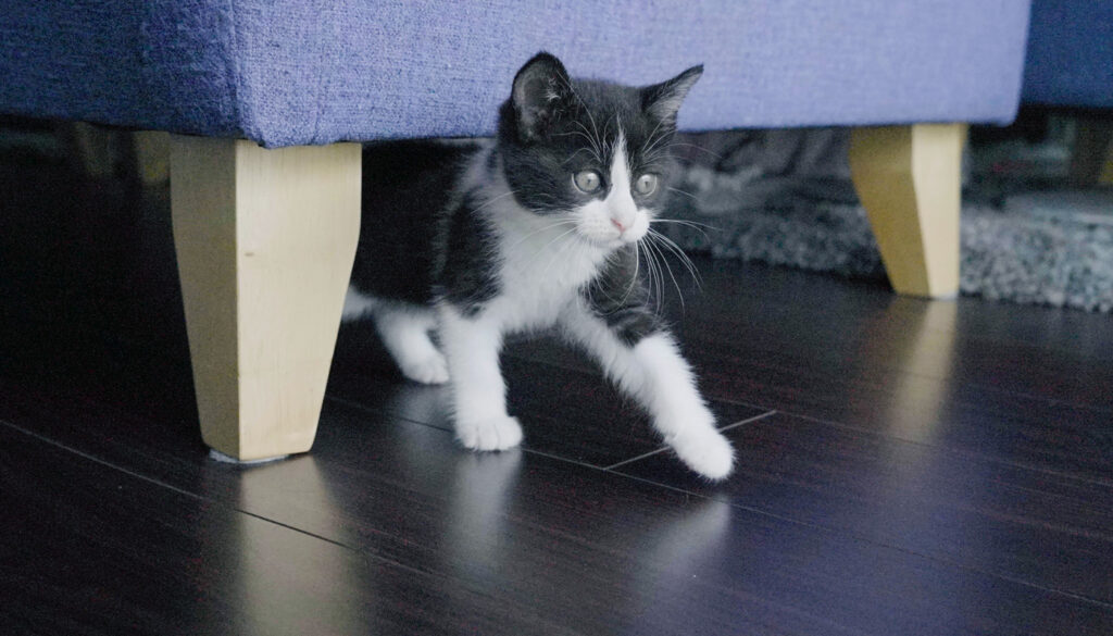 保護猫との新生活スタート！初期費用とそろえたグッズ一覧を公開