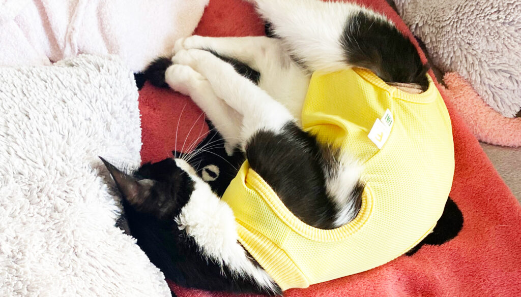 6ヶ月で去勢手術しました｜震え・排泄トラブル・回復までの体験談